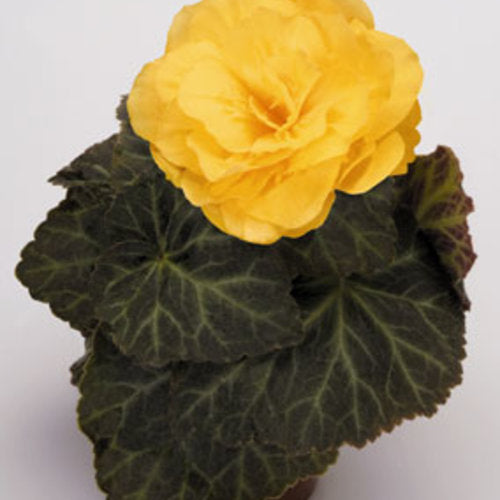 4" Fancy Annuals - All Stars Go-Go Nonstop Begonia