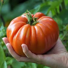 4" Chef Jeff's MORTGAGE LIFTER TOMATO