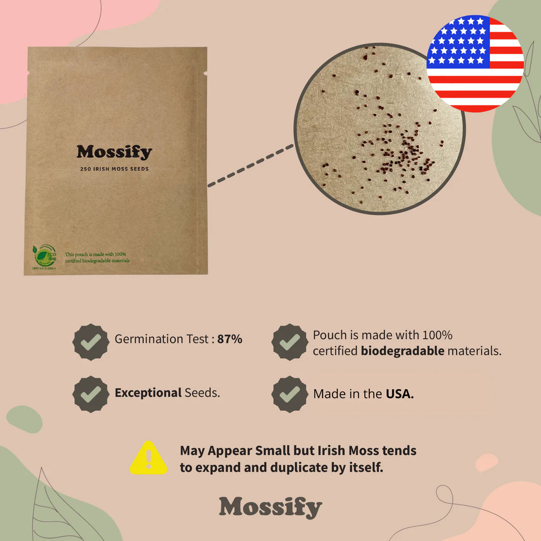 planting irish moss seeds Premium Irish Moss Seeds