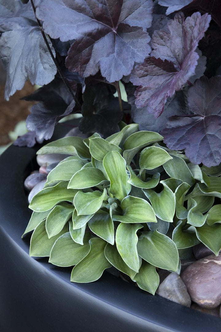 Blue Mouse Ears Hosta
