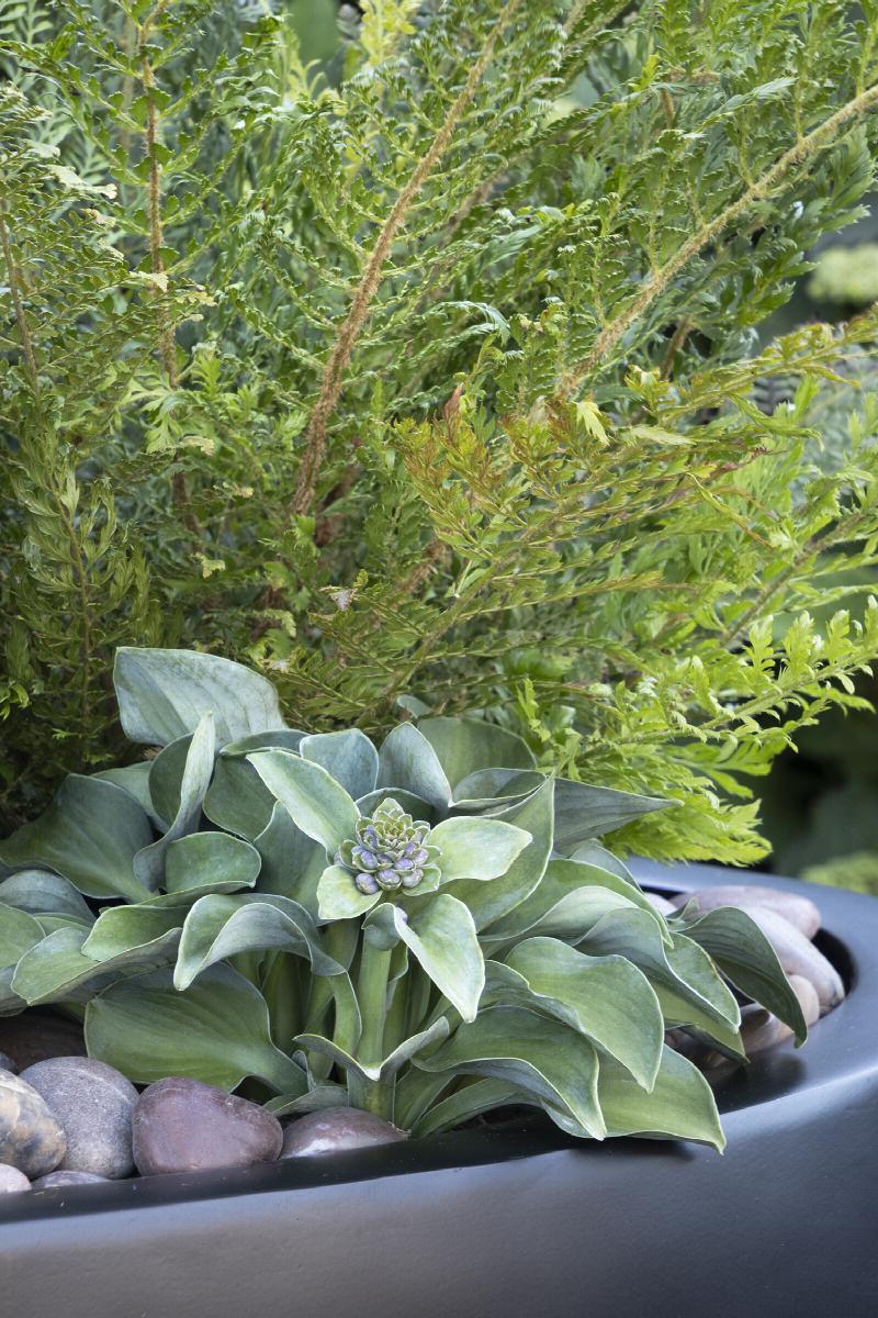 Blue Mouse Ears Hosta