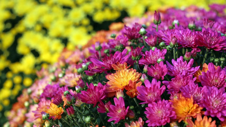 Bert's Best 10" Gigi Garden Mums