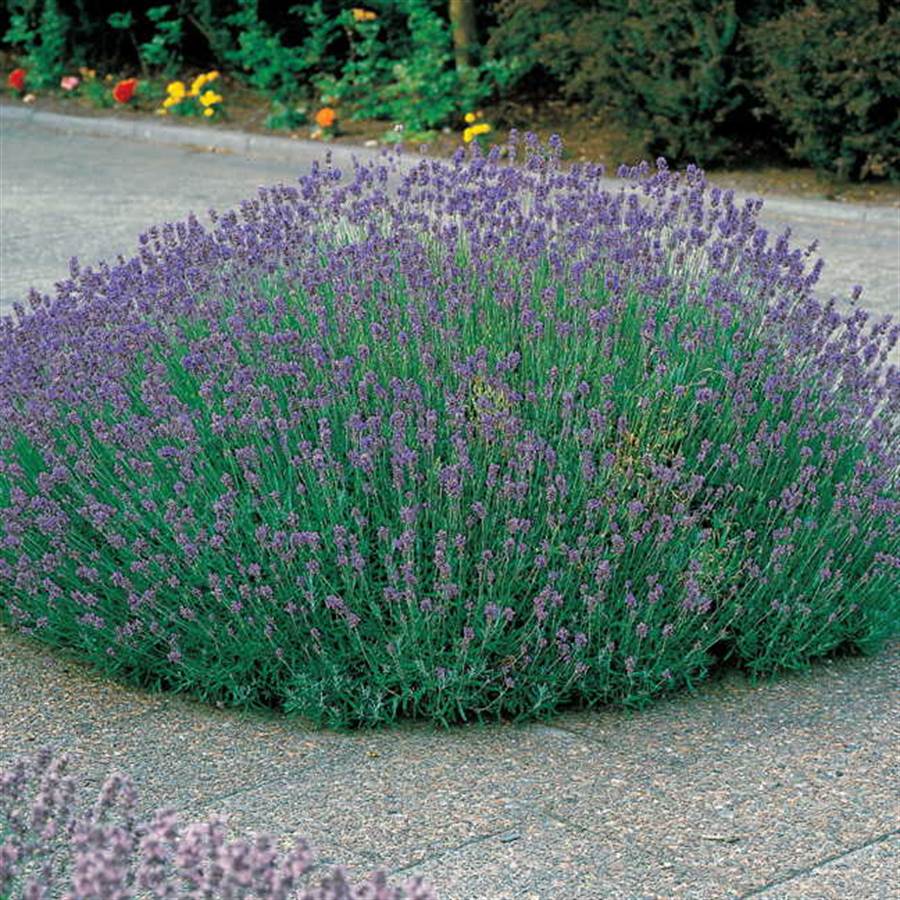 4" Chef Jeff's Herbs LAVENDER MUNSTEAD