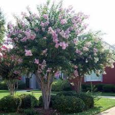 Muskogee Crape Myrtle