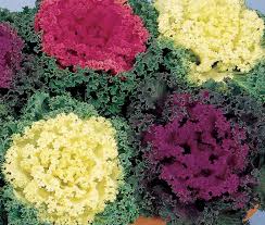 Ornamental Cabbage and Kale