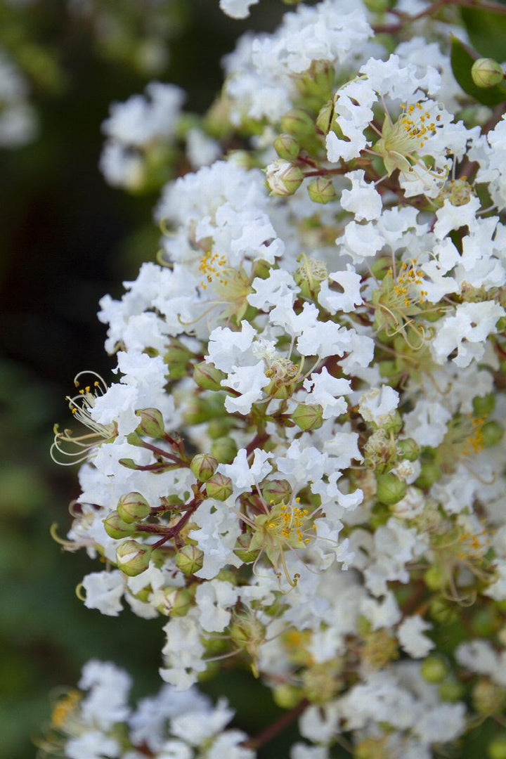 Crepe Myrtle Natchez