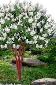 Crepe Myrtle Natchez