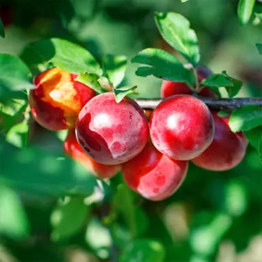 Nectarine 'Artic Rose' Tree