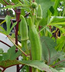 4" Chef Jeff's OKRA