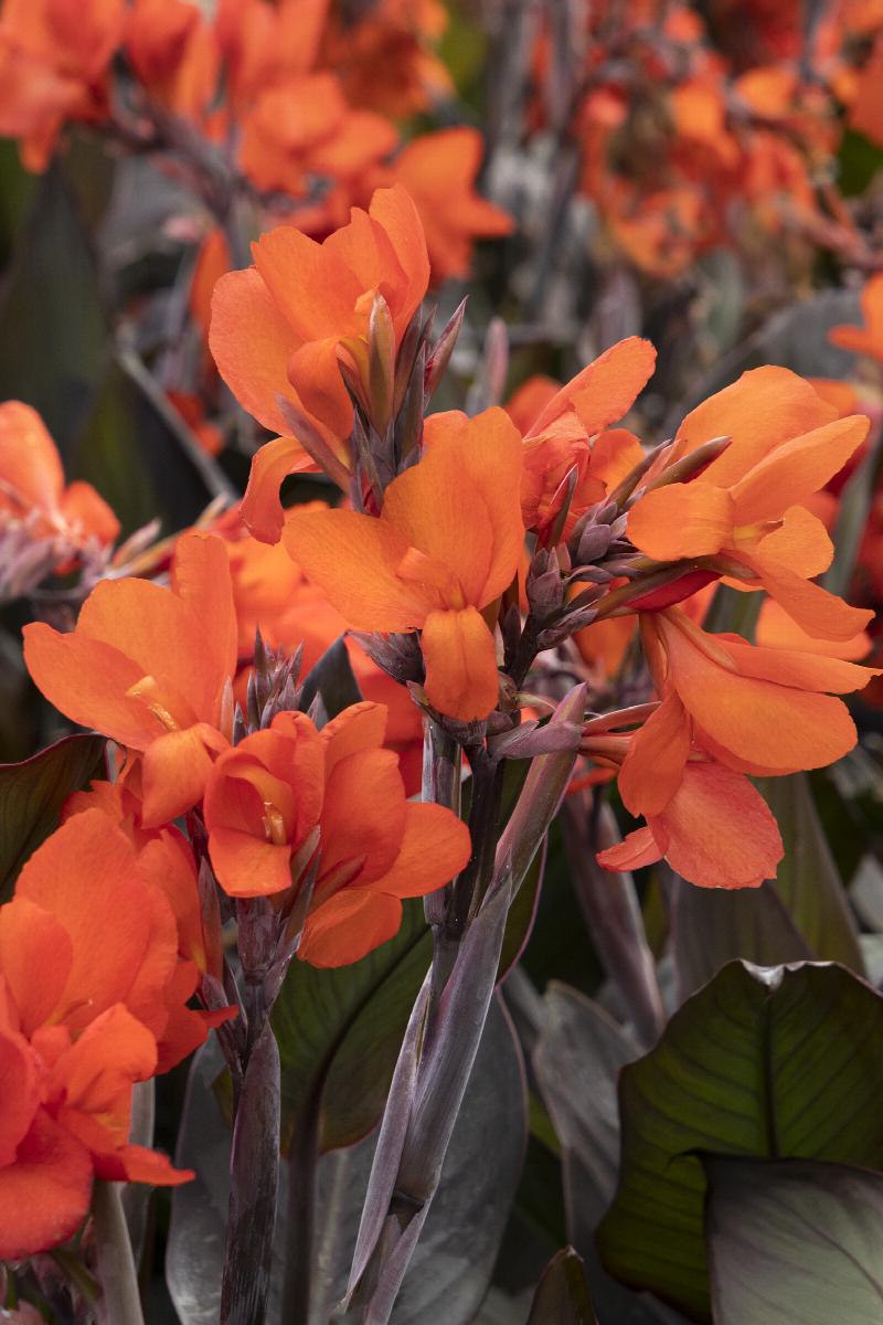 Cannova® Bronze Orange Canna Lily
