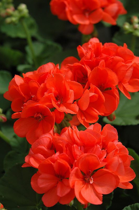 Geraniums