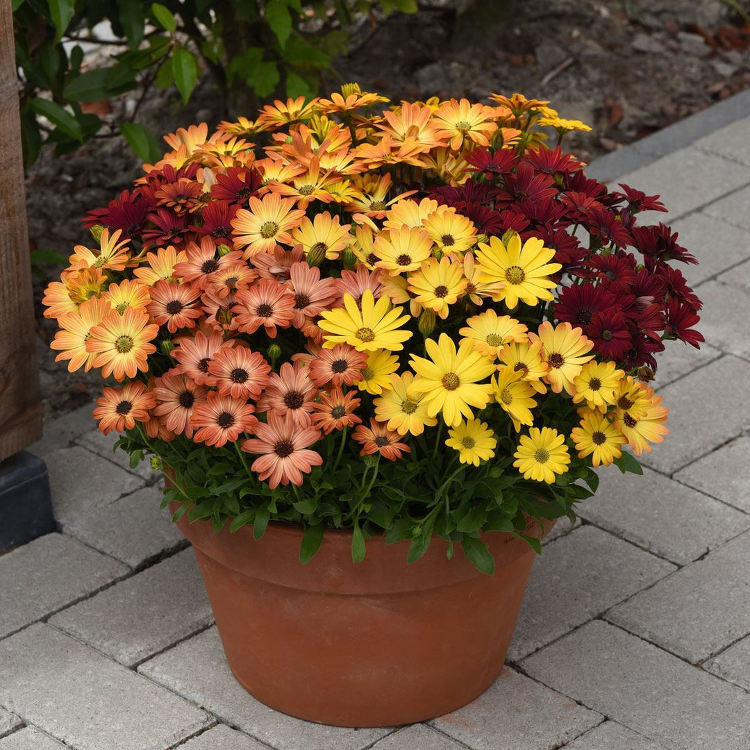 Osteospermum
