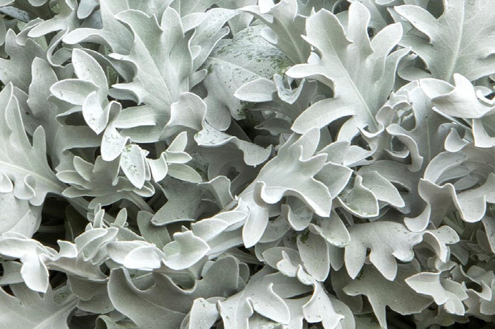Snowy Owl Dusty Miller