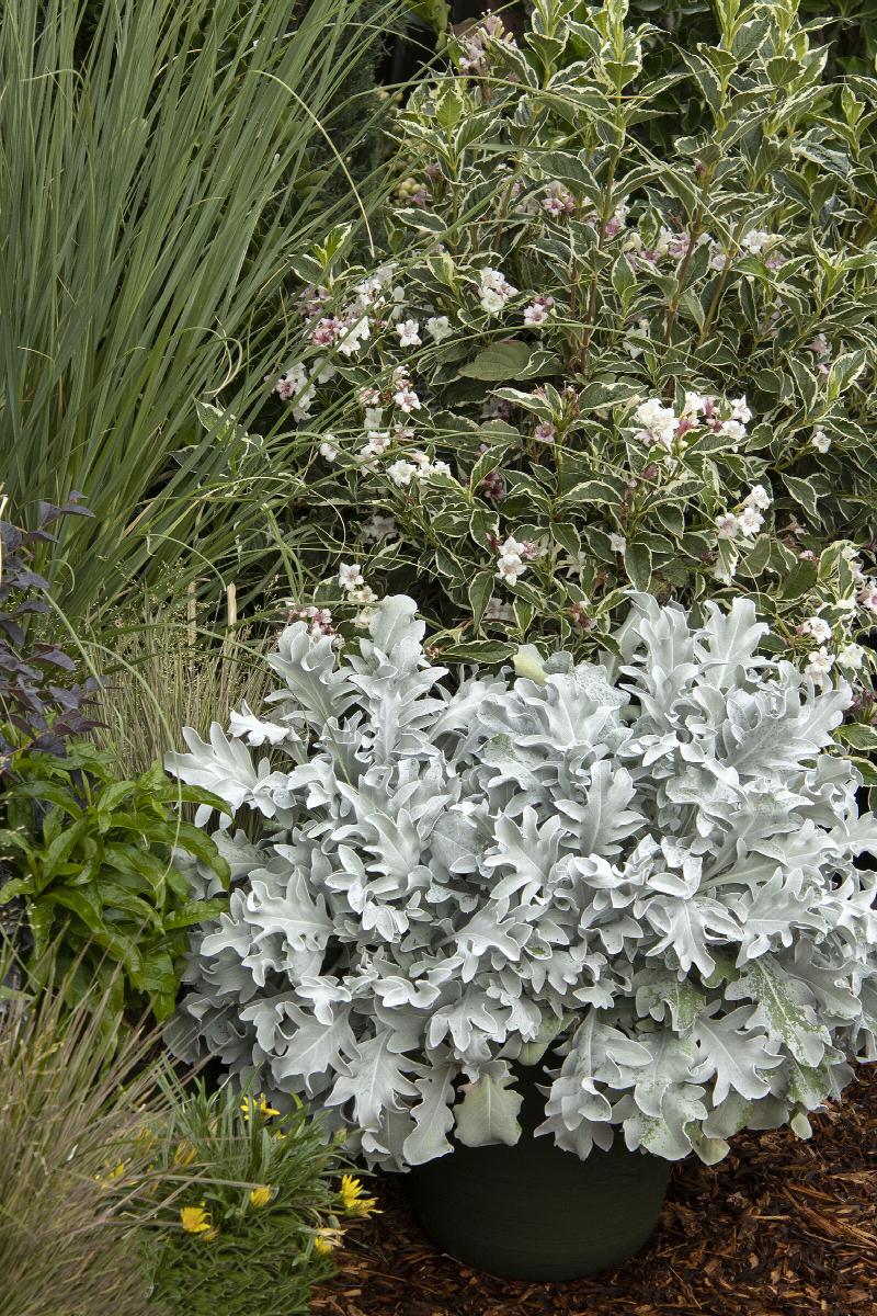 Snowy Owl Dusty Miller