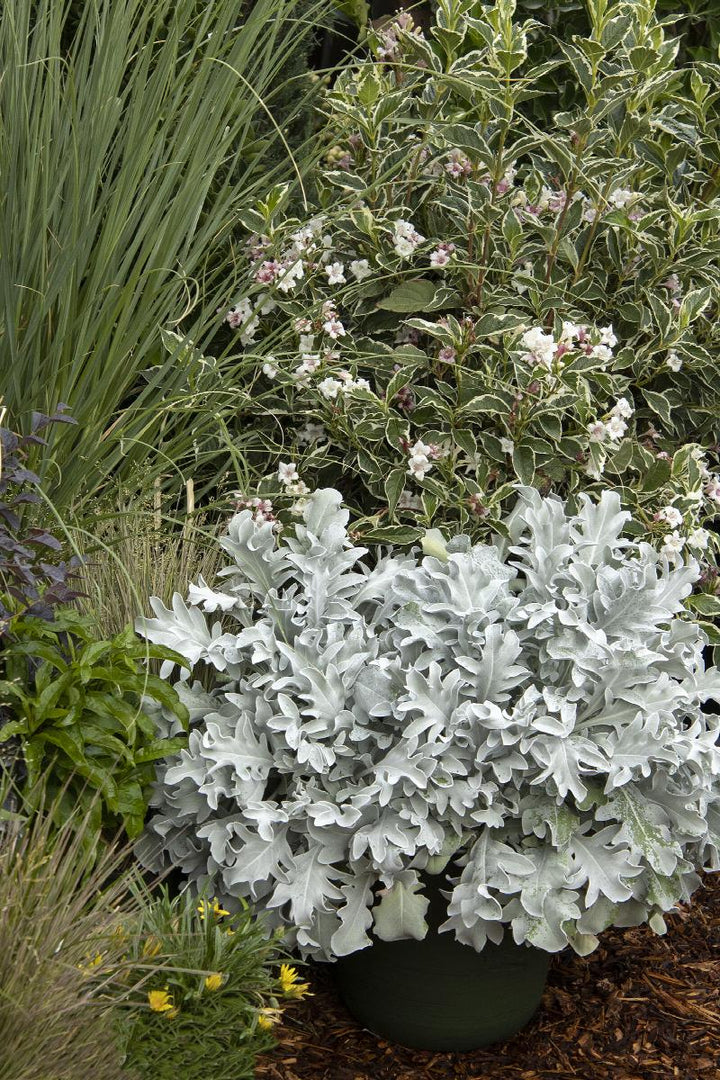 Snowy Owl Dusty Miller