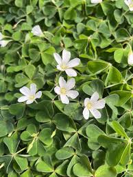 SHAMROCK Oxalis and Oxalis Triangularis