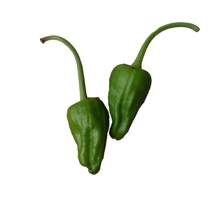 Padron Pepper Seeds