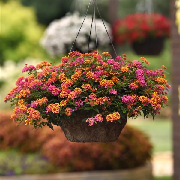 hanging lantana plant Lantana Passion Fruit 10" Hanging basket