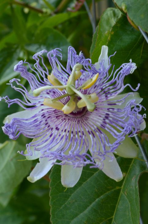 PASSION VINE TRELLIS PURPLE