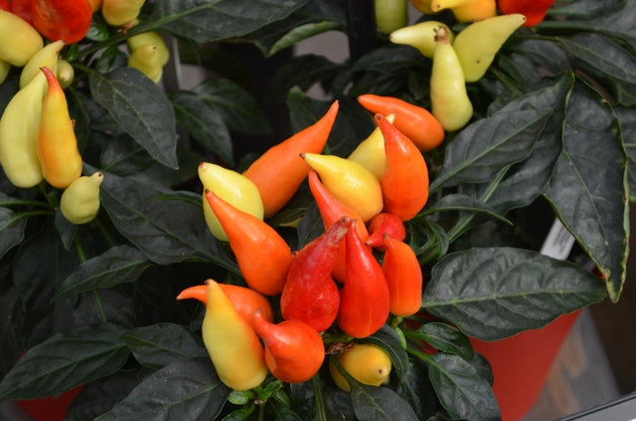 Ornamental Pepper Blaze