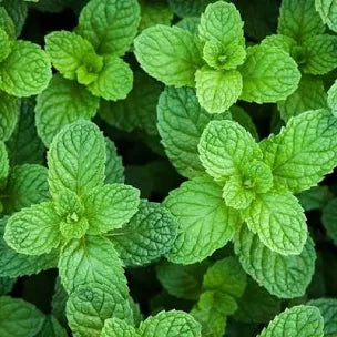 4" Chef Jeff's Herbs PEPPERMINT
