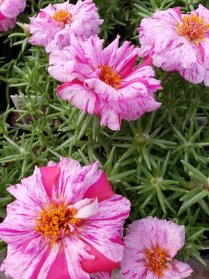 Portulaca