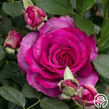Floribunda - Perfume Factory Rose