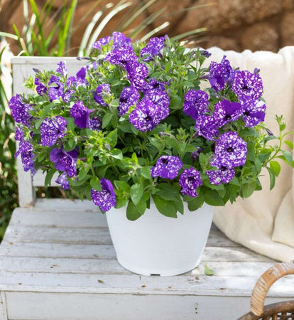 petunia-splash-dance-bolero-