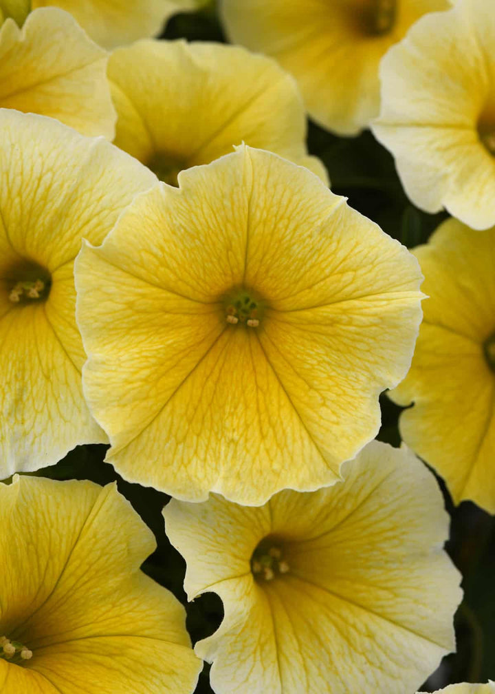 Petunia Baskets