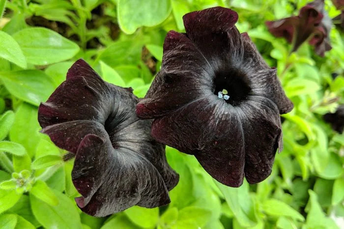 Petunia Baskets