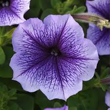 Petunia Baskets