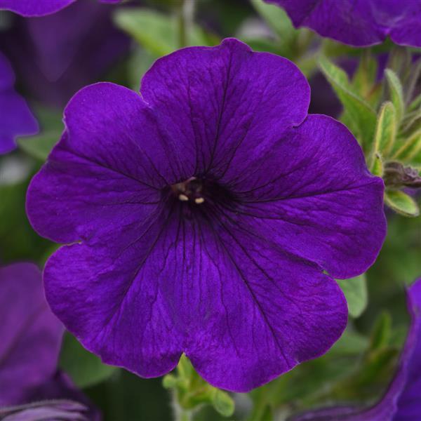 Petunia Baskets