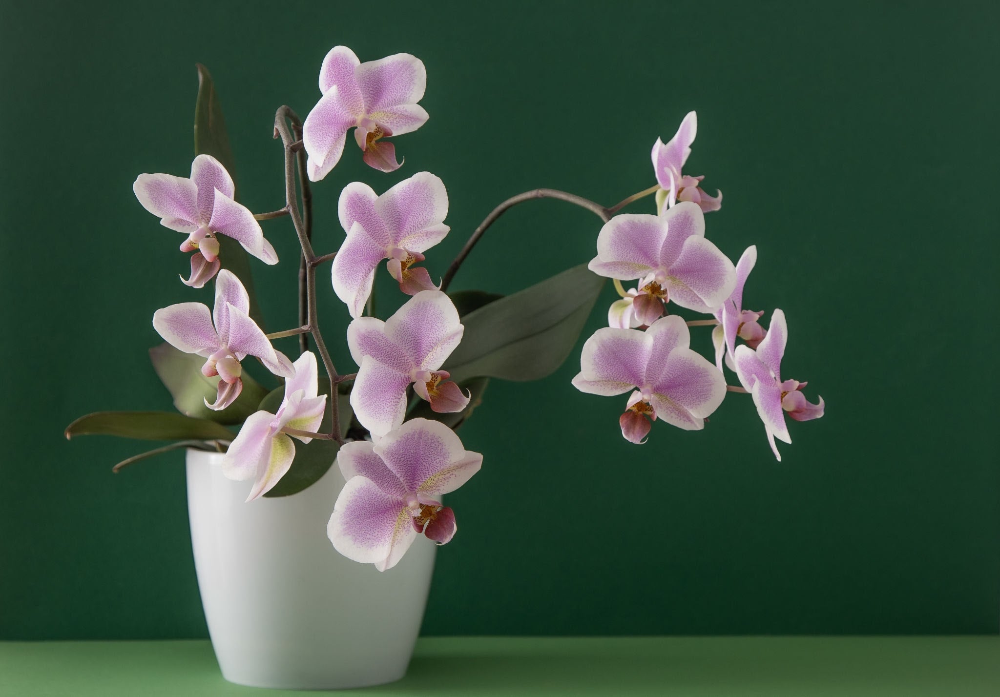 Little Red Nursery, LLC Moth Orchid
