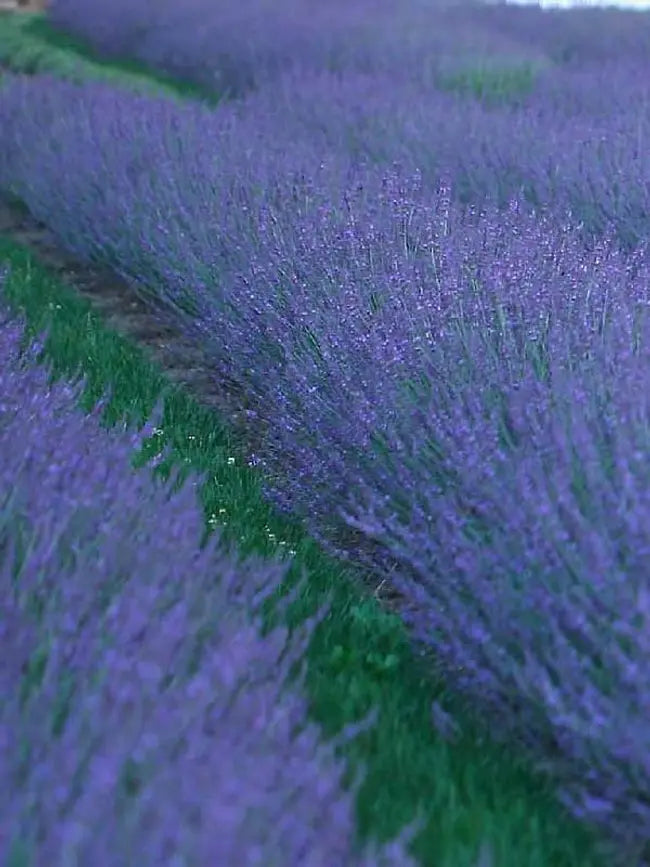 6" Grand Prairie Lavender vars - 6's