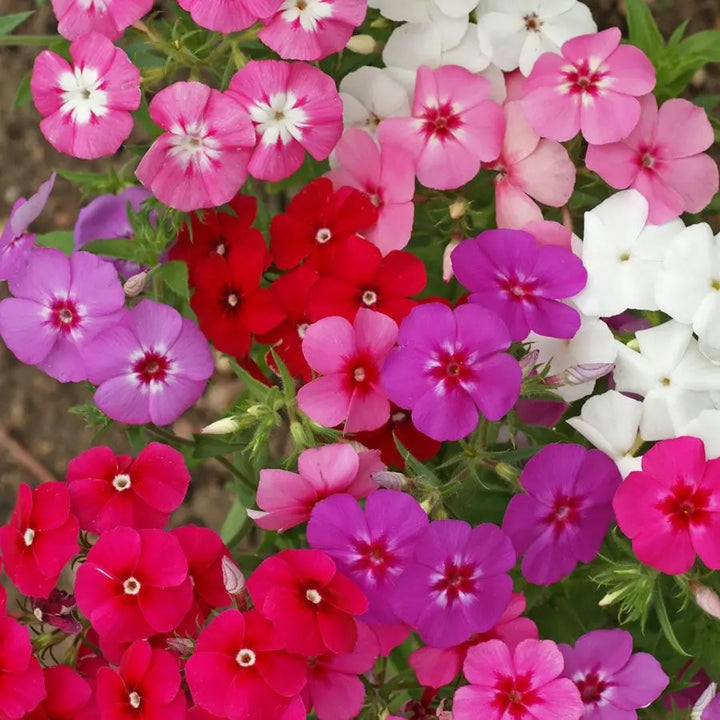 Phlox