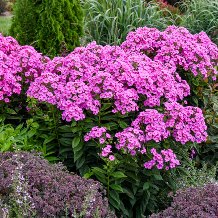 Phlox - Paniculata