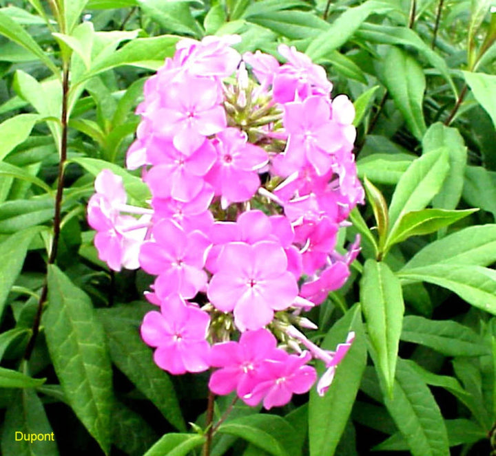 Phlox - Paniculata