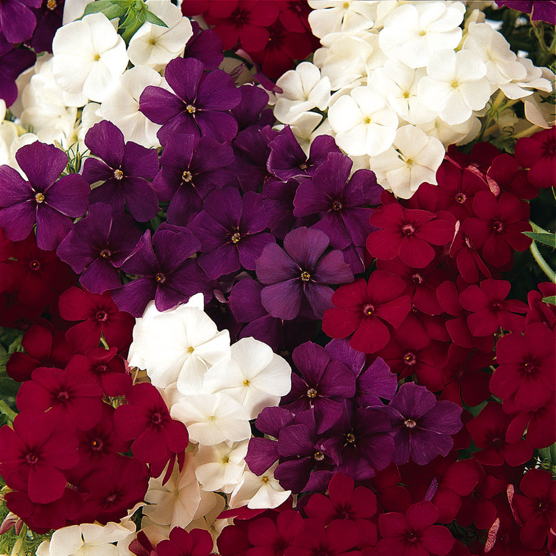Phlox