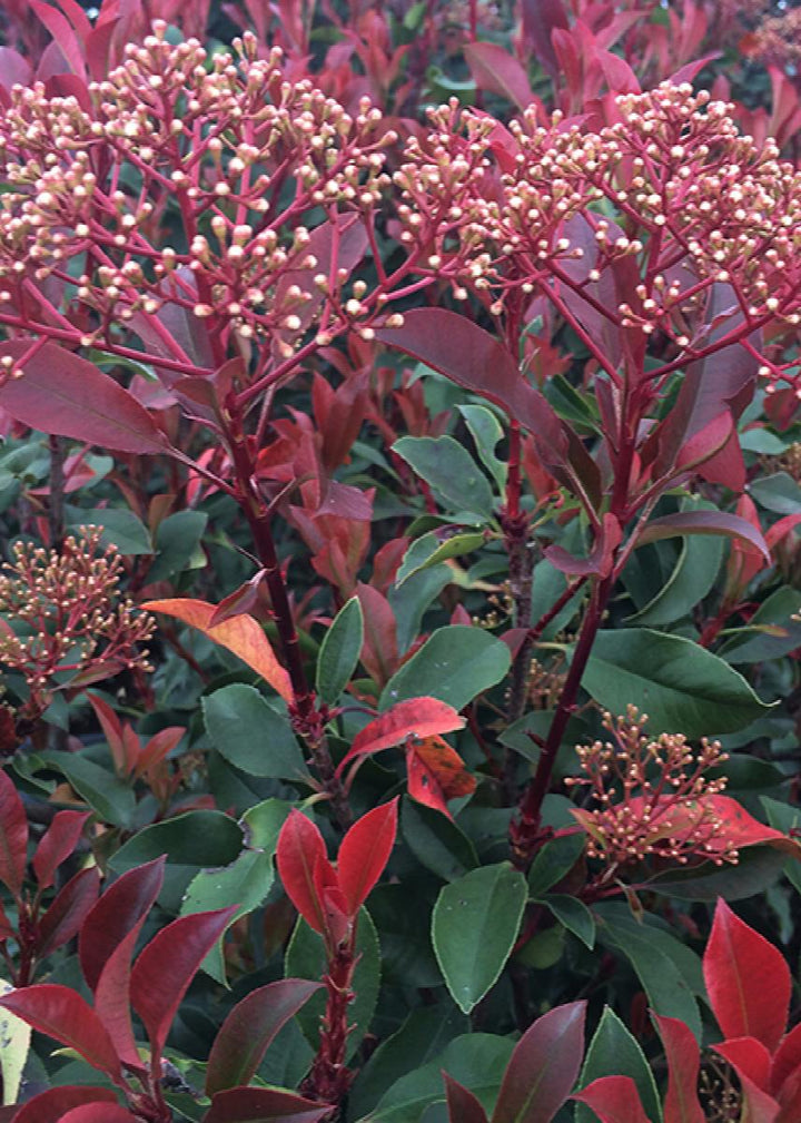 Red Dynamo Photinia
