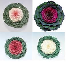 Ornamental Cabbage and Kale
