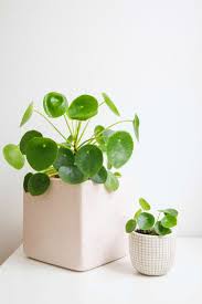 PILEA P. CHINESE MONEY PLANT