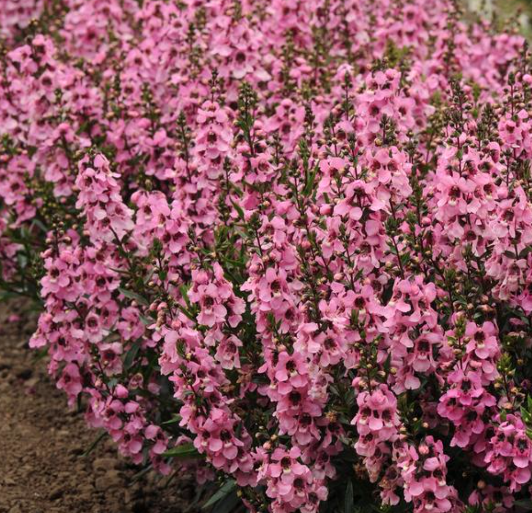 Angelonia Serenita