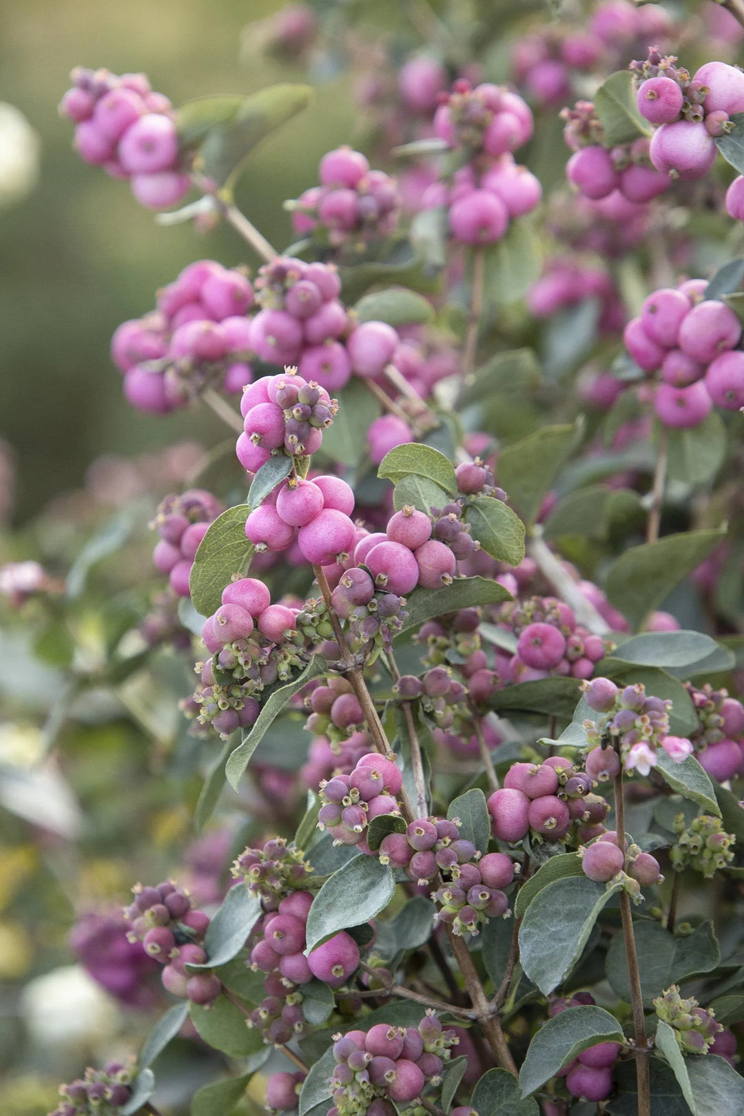 Pink Symphony Snowberry