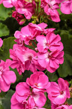 Geraniums