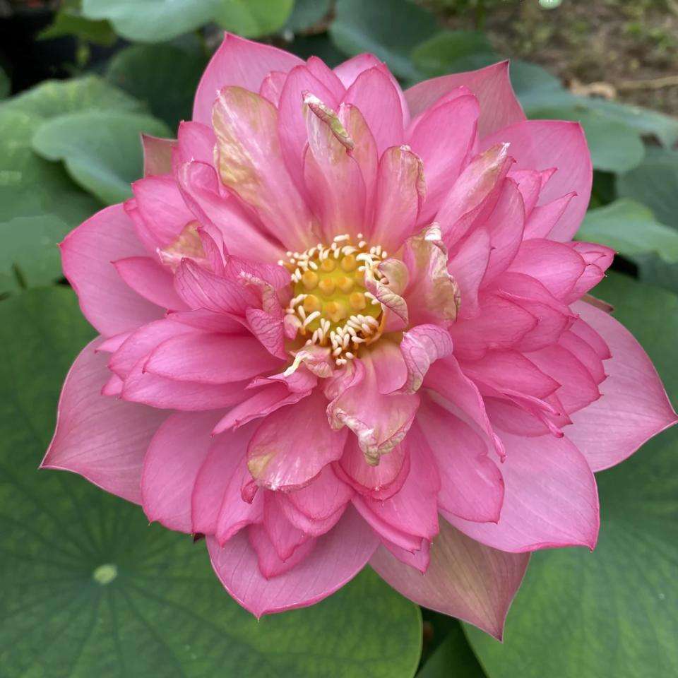 Nelumbo (Lotus) Handsome Hero