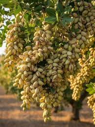 Pistachio Tree (fruiting)