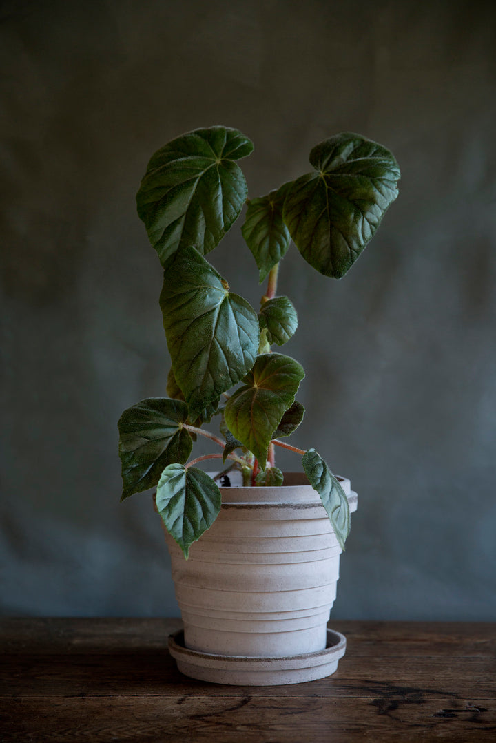 Planet Planter