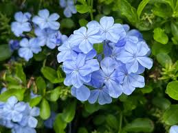 5 Fancy Plumbago