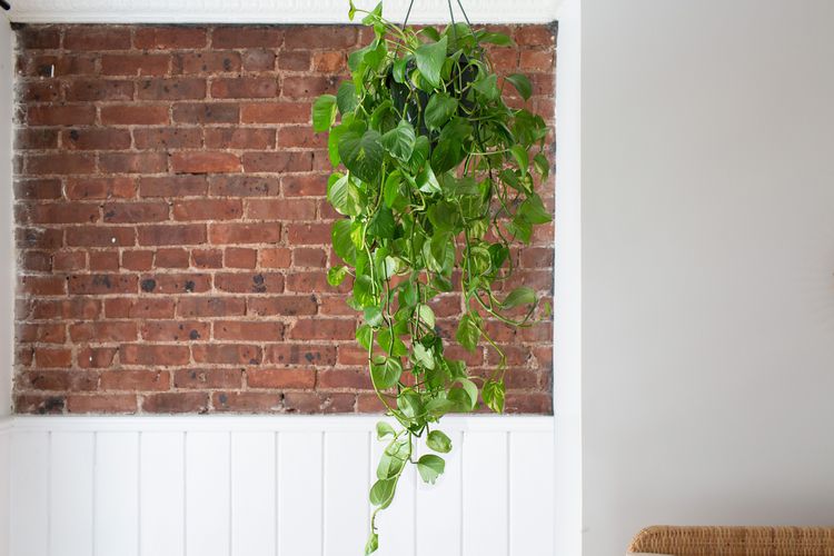 pothos wall decor POTHOS GOLD 8” Hanging