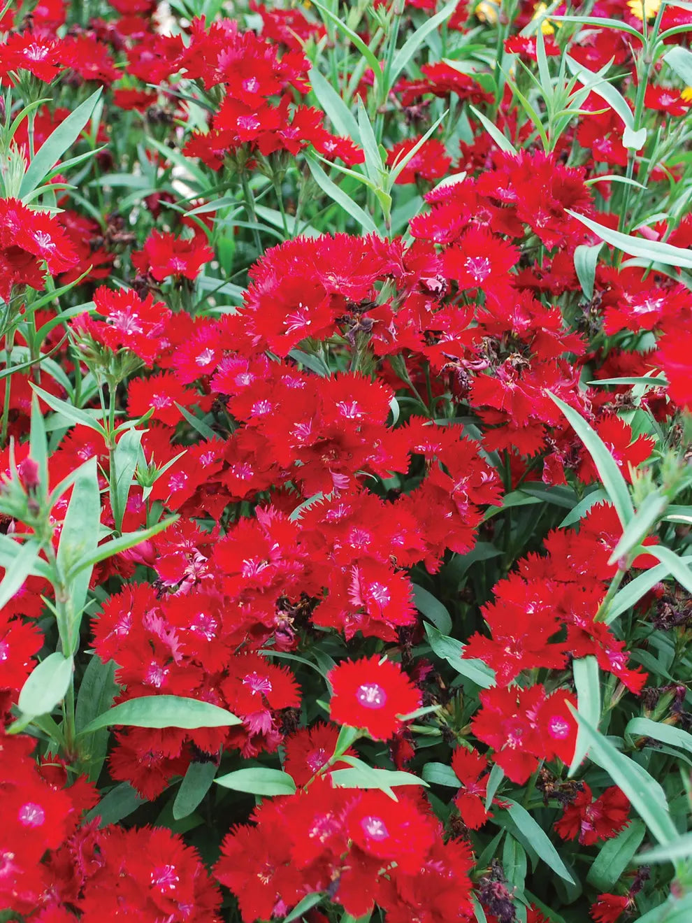 Dianthus Rescue Rovers Dianthus Rockin Red | Little Red Nursery, LLC